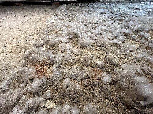 Efflorescences de salpêtre en touffes blanches sur un sol de cave en briques